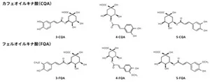 クロロゲン酸類の構造を示す図。クロロゲン酸類は、一般に桂皮酸誘導体とキナ酸のエステル化合物と定義されます。コーヒー中にはカフェオイルキナ酸(CQA)、フェルロイルキナ酸(FQA)などの化合物が含まれており、これらの総称がクロロゲン酸類です 。