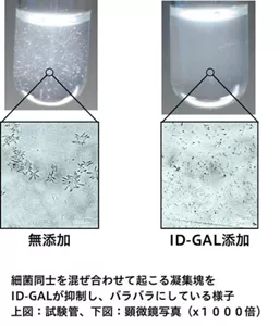 細菌同士を混ぜ合わせて起こる凝集塊をID-GALが抑制し、バラバラにしている様子。無添加では、細菌同士が付着して、目に見えるほどの塊になるが、ID-GALを添加すると、ほとんど凝集塊が形成されていない。