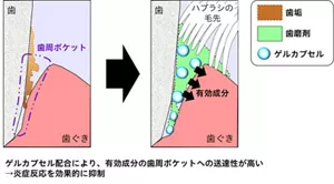 ゲルカプセル配合により、有効成分の歯周ポケットへの送達性が高まることを示した図。歯ぐきの炎症反応を効果的に抑制する。