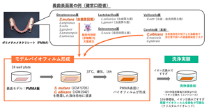 義歯の表面にいる様々な微生物のうち、虫歯の原因となるミュータンス菌と真菌感染症のリスクが知られるカンジタ菌を選んでモデルバイオフィルムを作成した。