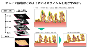 光干渉断層法と呼ばれる方法で、バイオフィルムが剥がれる様子を観察した。バイオフィルムの端だけではなく、いたるところから浮かび上がって剥がれていく。