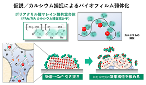バイオフィルムの中ではカルシウムが様々な生体分子をつなげて構造を強固にしている。見出されたポリマーはそのカルシウムを補足することで除去時間を短縮したと考えられる。