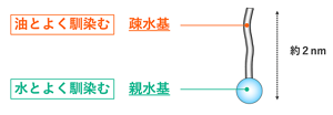 界面活性剤の分子は、油に馴染む疎水基と水に馴染む親水基が繋がってできている。