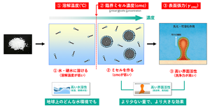 界面活性剤は、水中での濃度を高めて臨界ミセル濃度に達すると、親水基を外側にして集まり「ミセル」と呼ぶ球体をつくり、油汚れを水と混じり合わせて落とせるようになる。