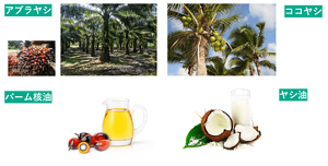 現在、界面活性剤の天然原料として世界中で用いられているのが、アブラヤシの実から採取したパーム核油とココヤシの実から採取したヤシ油である。