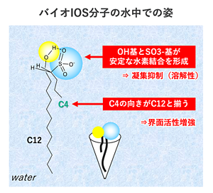 詳細解析で見えた水中でのIOS分子形状。小さな水酸基の働きで出来た大きな親水基が水溶性を高めると共に、C4とC12の疎水基の向きが揃うことで界面活性を増強していると考えられる。