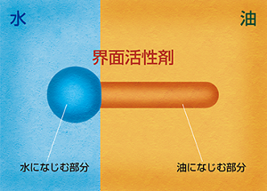 洗剤の主成分である界面活性剤は、1つの分子に水になじむ「親水基」の部分と、油になじむ「親油基」の部分の両方を持っている。
