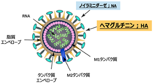インフルエンザウイルスの構造。細胞表面にあるヘマグルチニン(HA)を介して宿主の細胞に感染し、ノイラミニダーゼの働きで細胞外に放出されることが知られている。