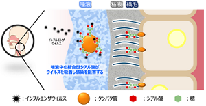 インフルエンザウイルスが細胞表面の受容体(細胞のタンパク質に結合したシアル酸)に到達する前に、唾液中の結合型シアル酸がウイルスを吸着することで感染の成立を阻害していると考えられる。
