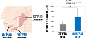 大唾液腺には三つの種類がある。結合型シアル酸分泌量が高いのは舌顎下腺だった。