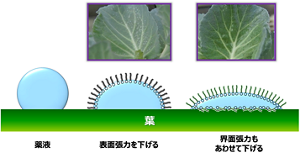 「表面張力」だけでなく「界面張力」も最小限になるよう同時に制御することで、アジュバントがより自発的に濡れ広がるようにできた。