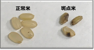 水稲栽培では、カメムシ防除の目的で殺虫剤を用いることも多い。カメムシはコメ粒を吸い、黒い痕を残す。その結果「斑点米」となった米は等級を落とし、生産者の収入に大ダメージを与えるのだ。