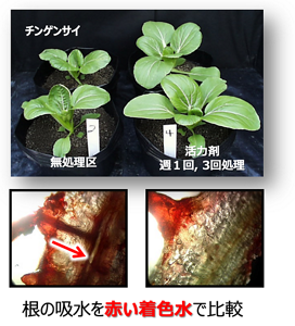 ステアリルアルコールを用いた生育促進技術。疎水的なステアリルアルコール(活力剤)で表面処理したチンゲンサイでは、根からの吸水が抑えられているが、それに反して生育が良い。