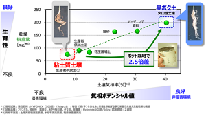 土壌気相率と地下部生育性の関係。北海道からサンプリングした黒ボク土(火山性土壌)が最も気相率が高く、根も重くなったのに対し、粘土質土壌では気相率が低く、形成された根も軽かった。