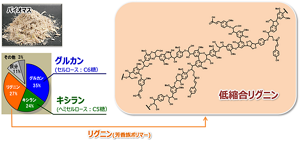 花王バイオマス研究を通じて得られた低縮合リグニンの推定構造。セルロース、ヘミセルロース由来の多糖類の残存が少なく、また黒液リグニンに比べて主骨格の残存率が大幅に高いことも確認された。