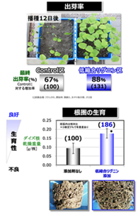 研究所のポット栽培で、低宿業リグニンによる大豆の出芽率と根圏の生育性の向上が確かめられた。