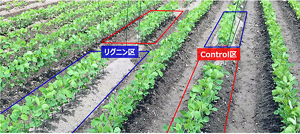 実際のフィールド試験を行った圃場試験の様子。通常通りにトラクターで畝を立てた区画と、一度同様に畝を立てた土を混和機に入れ、低縮合リグニンを添加したのち、再び畝に戻した低縮合リグニン区を比較している。