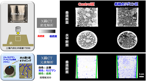 低縮合リグニン添加による通気性・通水性の変化。低縮合リグニン処理区の土は団粒化により「空気層」が増し、まんべんなく水が行き渡る様子が観察された。