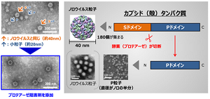 モデル中空粒子を作製する際に問題となった蛋白質の断片化は、プロテアーゼ阻害剤を添加することでクリアした。
