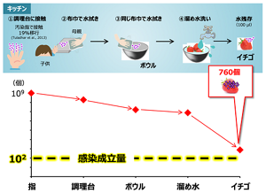 指、調理台、ボウル、溜め水、そして溜め水で洗ったイチゴの表面と、ウイルス数は減少していくが、感染成立量を下回ることはなかった。