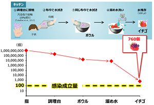 指、調理台、ボウル、溜め水、そして溜め水で洗ったイチゴの表面と、ウイルス数は減少していくが、感染成立量を下回ることはなかった。