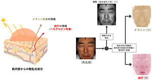 顔写真情報から肌内部状態、つまり血行とメラニン量を分離して抽出する方法。