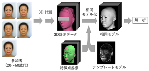 幅広い世代の顔を実際にスキャンしたデータから顔の全体的な傾向や、特徴を導き出した。
