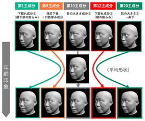 年齢印象と関係する5つの成分。顔下部の膨らみ、目尻が下がりと唇厚み、目の大きさ、頬の膨らみ、目の大きさがと鼻下長さの連動といった特徴が推定年齢に大きく関わる。