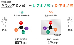 私たちの体の中にあるアミノ酸のほとんどは「L体」と呼ばれる構造をしているが、これらをちょうど鏡に映した裏返し構造の「D体」もごく微量存在している。