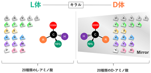 ヒトのタンパク質を構成する20種類のL-アミノ酸とキラルな関係にあるD-アミノ酸。ただしグリシンについてはL体とD体の区別がない。