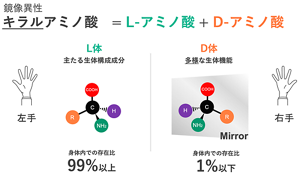 私たちの体の中にあるアミノ酸のほとんどは「L体」と呼ばれる構造をしているが、これらをちょうど鏡に映した裏返し構造の「D体」もごく微量存在している。L体とD体のこのような関係を鏡像異性と呼ぶ。