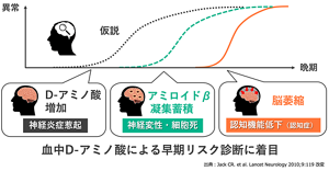 認知症の進行には、D-アミノ酸の増加、アミロイドβの蓄積という変化が関与し、最終的には脳委縮、認知機能低下につながると考えられる。