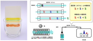 複数の物質が混在する試料から一つひとつの物質を分離する際に用いられるのがクロマトグラフィーという手法。インクの付いた紙に水を吸わせると、インクの成分がグラデーション状に広がっていく現象がそれだ。