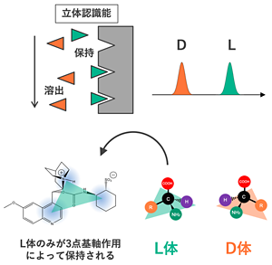 D体とL体を分離するには、「キラルカラム」と呼ばれる立体認識脳のあるカラムが必要になる。