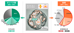角栓の構造と組成を解析すると、全体の30%から50%を占める脂質を、50%から70%を占める蛋白質が取り囲んでいた。脂質は洗浄しにくい固体あぶらを多く含み、蛋白質は頑丈な角質由来がほとんどだ。