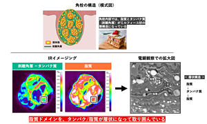 さらに詳細に構造と組成を調べると、蛋白質と脂質がそれぞれドメイン構造を形成し、それらがまるでミルフィーユのように層状に入り組んで重なっていた。