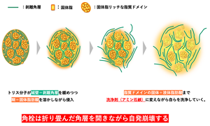 強固な蛋白質の殻を頑固な固体あぶらで固められた角栓。トリスはまずタンパク質に作用して緩め、さらに固体あぶらを液状に変え、水に可溶化させる。こうして角栓全体が溶け出し、自発的に崩壊すると考えられる。
