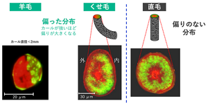 オルト細胞とパラ細胞を異なる色で染め分ける技術を開発。くせ毛ではカールの外側にオルト細胞が多く、内側にパラ細胞が多い偏った分布をしていることが確かめられた。