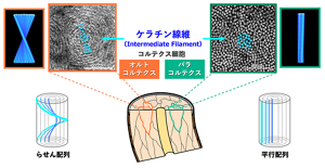 オルト細胞の中ではケラチン線維がまるでケーブルのようにお互いに巻き付いたらせん配列をしている一方、パラ細胞では一本一本が平行に並んで巻きつかない配列をしている。