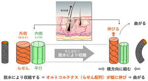 毛髪が伸びてが毛穴の外に出てくる際に、角化と呼ばれる現象が起きる。角化は水を失う「脱水」を伴うので、ケラチン線維がらせん配列をしているオルト細胞だけが長くなり、その結果、毛が曲がってくせ毛となる。
