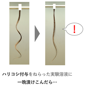 ハリコシ付与を狙った実験溶液にくせ毛を一晩漬けこんだら、なぜかくせが伸びた。