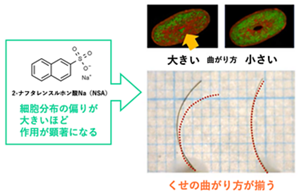 ナフタレンスルホン酸によるカール緩和は、細胞分布の偏りが強いほど顕著なので、結果的にくせの曲がり方が揃う。