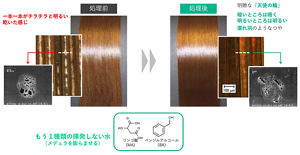 くせ緩和に加えて見つかった空洞補修効果。毛髪組織が膨らむことで光散乱のもととなる空洞が補修され、これもツヤの改善に寄与する。