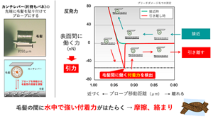 板ばねの先端に毛髪を固定して、向かい合った毛髪に近づけることで毛髪の間に働く力を直接測れる。その結果、水の中で強い付着力が働くことが分かった。