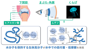 水を大量に抱え込んで滑り性を与える「水和潤滑」は、関節やまぶたと角膜、クラゲの表面など様々な生体系で働くことが知られている。すべての例で、水分子を保持するポリマーが関与。