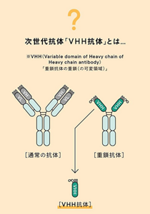 次世代抗体「VHH(Variable domain of Heavy chain of Heavy chain antibody)抗体」の模式図  重鎖抗体から「可変領域」を切り出すことで作られる