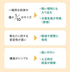 VHH抗体の特徴 ・一般的な抗体の僅か1/10のサイズ ・熱やpH変化などに対する安定性が高い ・構造がシンプル  化学的な加工が容易で、微生物を使って安価な量産が可能