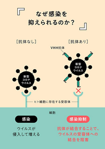 VHH抗体が感染を抑えられる仕組みの模式図  VHH抗体が新型コロナウイルスに結合することで、新型コロナウイルスのヒト細胞に存在する受容体への結合を阻害し、感染を抑制