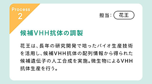 ②花王 候補VHH抗体の調製 花王のバイオ生産技術を活用し、候補VHH抗体の配列情報から得られた候補遺伝子の人工合成を実施。微生物によるVHH抗体産生を行う