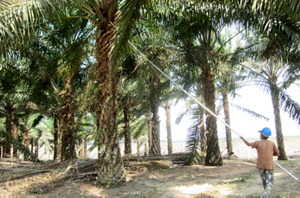 洗剤の原料となる植物とそれを世話する人の写真